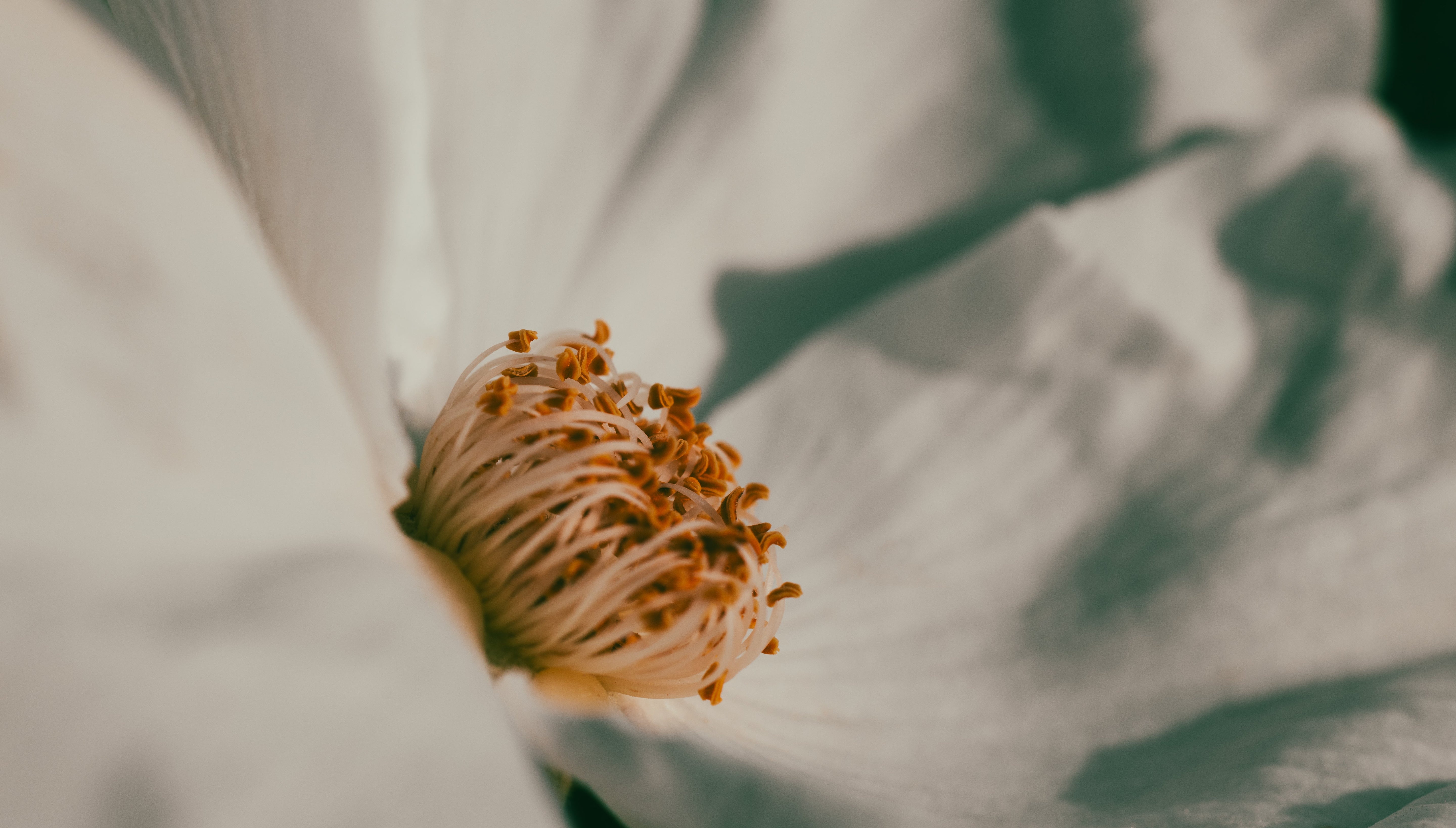 Fine Art Prints mit Seele – warum meine Bilder mehr sind als nur Deko